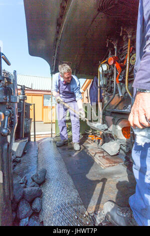 The fireman of ex-GWR loco 6960 'Raveningham Hall' adds some more coal to the firebox in Bishops Lydeard station on the West Somerset Railway, UK
