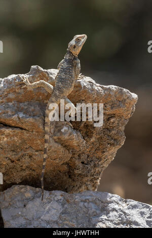 Symi Island, South Aegean, Greece - lizards can often be seen on walls, in trees and on the ground, but are often wary of humans Stock Photo