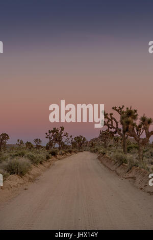 Dirt Road Through Joshua Tree at Dusk in California wilderness Stock Photo