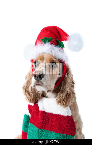Cute Cocker Spaniel Dog in Christmas Holiday scarf and hat isolated on white looking at camera Stock Photo