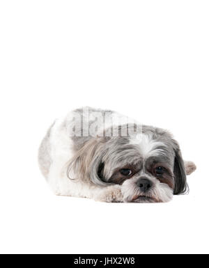 Cut.e small Havanese Dog laying on white backdrop looking tired and sad. Stock Photo