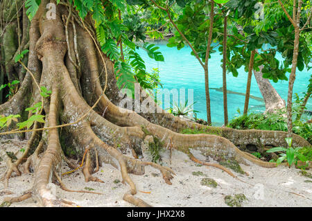 Giant roots at the Blue Lagoon - Efate Island, Vanuatu Stock Photo