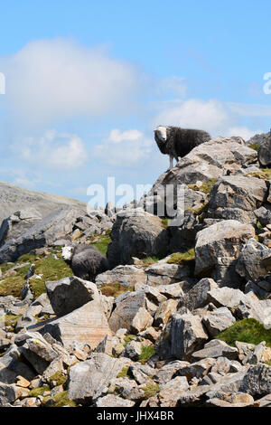 Black woolly Herdwick sheep high up on Scafell Pike in the Lake District Cumbria England Stock Photo