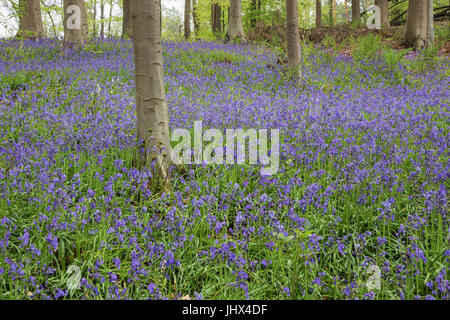 A carpet of bluebell covering the forest floor in the shadow under the trees Stock Photo