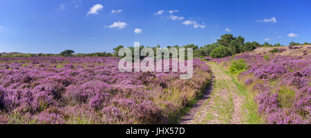 A path through blooming heather in the dunes of Schoorl, The Netherlands on a bright and sunny day. Stock Photo
