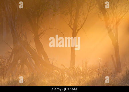 Early morning sunlight over trees in the fog. Photographed on a beautiful morning in autumn in The Netherlands. Stock Photo