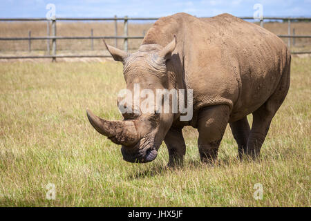 Woburn Safari Rhinoceros Stock Photo