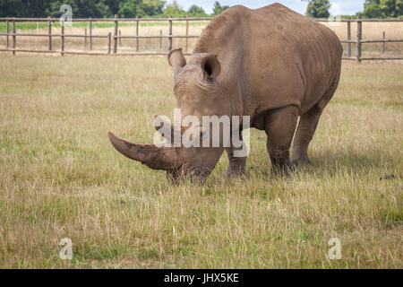 Woburn Safari Rhinoceros Stock Photo