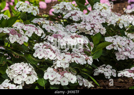 Hydrangea macrophylla Teller White, a white lace cap hydrangea. Stock Photo