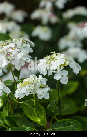Hydrangea Macrophylla Lace Cap Hydrangea Stock Photo Alamy hydrangea-macrophylla-lace-cap-hydrangea-stock-photo-alamy