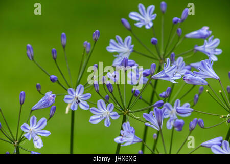 Agapanthus Blue Storm (Blue Storm agapanthus, Agapanthus praecox orientalis ATIblu) beside a lawn. Stock Photo