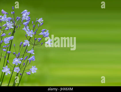 Agapanthus Blue Storm (Blue Storm agapanthus, Agapanthus praecox orientalis ATIblu) beside a lawn, with copy space.. Stock Photo