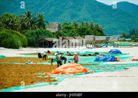 Several Vietnamese women in Aozai hats lay out seaweed on the beach for drying. Stock Photo