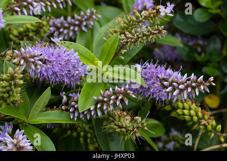 Open pale violet flowers and buds of the summer flowering evergreen shrub, Hebe 'Midsummer Beauty' Stock Photo