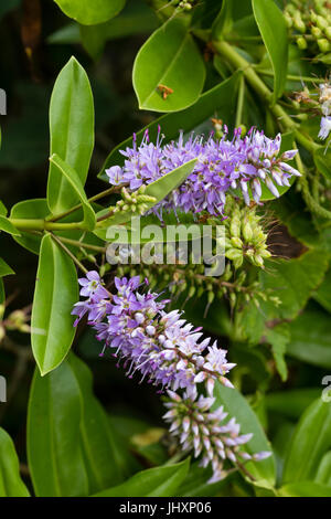 Open pale violet flowers and buds of the summer flowering evergreen shrub, Hebe 'Midsummer Beauty' Stock Photo