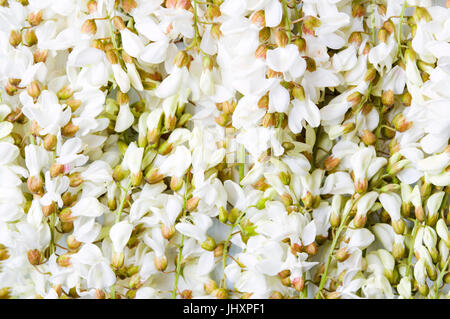 Acacia flowers for a healthy herbal tea Stock Photo