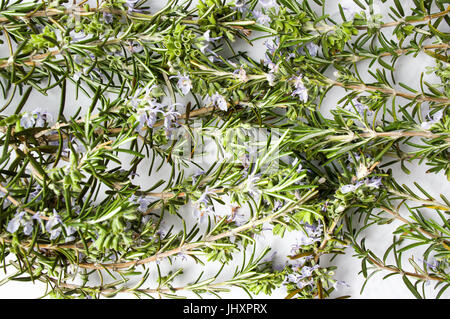 Rosemary plant in blossom on white background Stock Photo