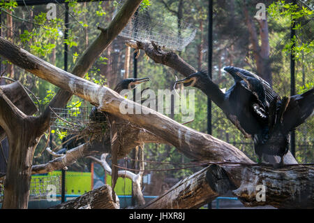 A family of cormorants building a nest on a tree Stock Photo