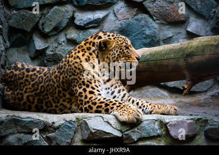 Leopard on the Rock. Far Eastern leopard is a carnivorous mammal of the family Felidae, one of the subspecies of leopard. Currently, the Amur leopard  Stock Photo