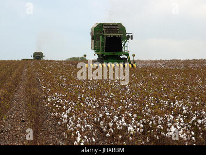 picking cotton in Texas 21-century style Stock Photo