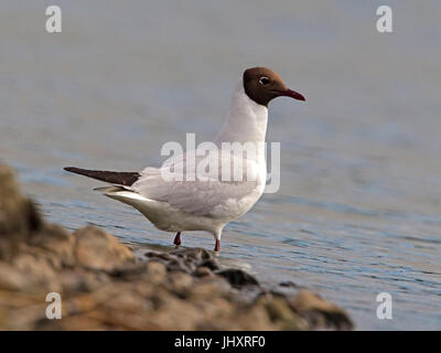 Black headed gull in Summer plumage perched on rock Stock Photo