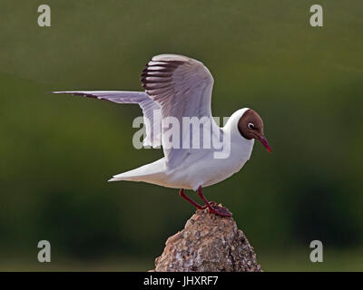 Black headed gull perched on rock with wings raised Stock Photo