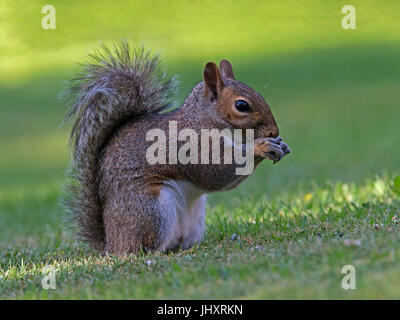 Grey squirrel on ground feeding with tail raised Stock Photo