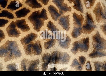 Genuine leather skin of giraffe with light and dark brown spots Stock Photo