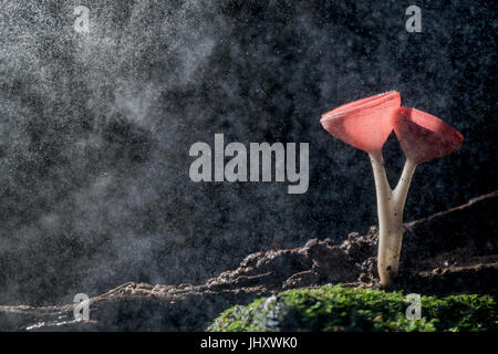 Orange burn cup or champagne mushrooms on black background, in Thailand Stock Photo