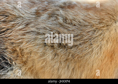 Real red fox skin fur texture Stock Photo
