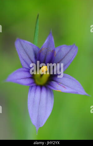Blue-eyed grass, 'Sisyrinchium Bermudiana', or simply 'bermudiana' flowering in late May Stock Photo