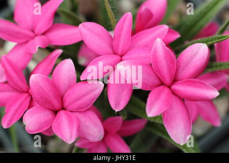 Rhodohypoxis baurii 'Badger', in full bloom in an English rock garden in late May Stock Photo