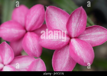 Rhodohypoxis baurii 'Badger', in full bloom in an English rock garden in late May Stock Photo