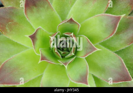 Rosette of a Jovibarba Heuffelii 'Water Lily', hardy succulent (previously sempervivum), growing in English garden