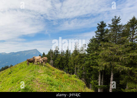 three natural milk cows in meadow Switzerland with mount Rigi and trees Stock Photo