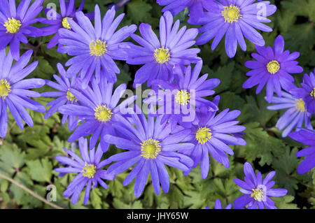 Mauve spring anemone - anemone, Lila Frühlingsanemone - Anemone Stock Photo