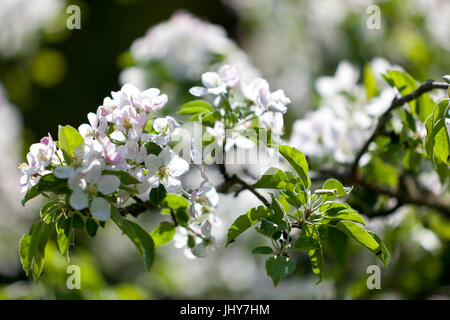 Blossoming apple tree - Blooming apple tree, Blühender Apfelbaum - Blooming apple tree Stock Photo