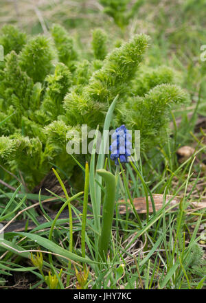 Muscari armeniacum,  Armenian grape hyacinth, popular in gardens, here in its original environment, on the Aragats mountain slopes in Armenia Stock Photo