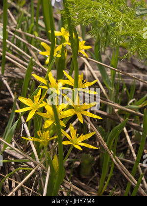 Gagea lutea, Yellow Star-of-Bethlehem, wildflower at home in the Eurasian region, here on the slopes of mount Aragats in Armenia Stock Photo