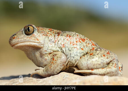 full length macro image of beautiful colored garlic toad ( Pelobates fuscus ) Stock Photo