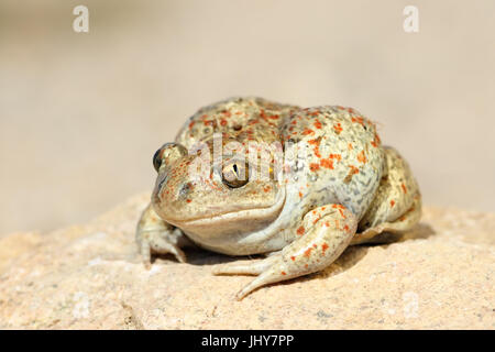close up of common spadefoot toad ( Pelobates fuscus ) Stock Photo