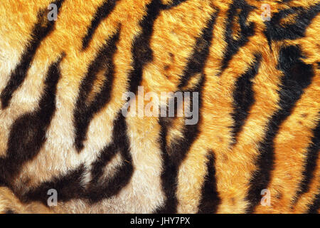 close up of tiger beautiful leather, black stripes on orange and white background, natural real animal pelt for your design, colorful contrasts Stock Photo