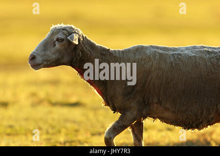 closeup of a sheep in sunrise light, beautiful orange colors of dawn Stock Photo