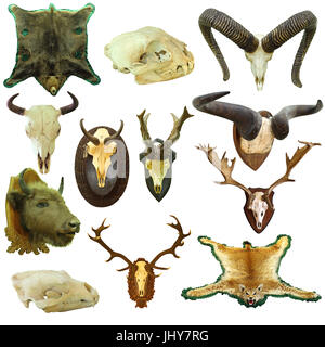 collection of isolated hunting trophies, game animals on white background Stock Photo