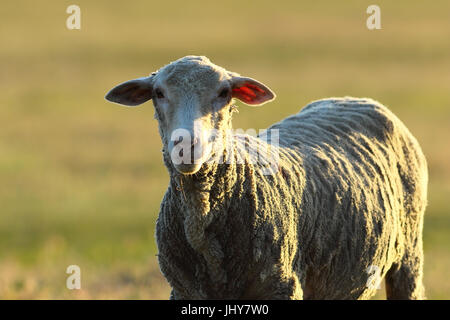 curious white sheep looking at the camera Stock Photo
