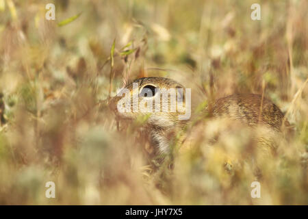 european ground squirrel hiding in the grass ( Spermophilus citellus ) Stock Photo