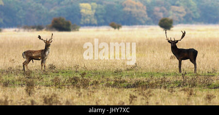 fallow deer bucks ready to fight in mating season, wild animals ( Dama ) Stock Photo