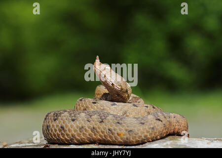 large female nose nosed viper basking on rock ( Vipera ammodytes, the most venomous european snake ) Stock Photo