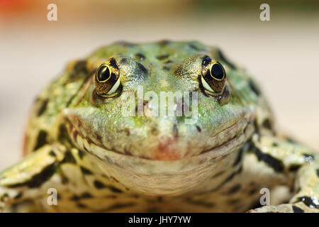 marsh frog portrait looking at the camera ( Pelophylax ridibundus ) Stock Photo