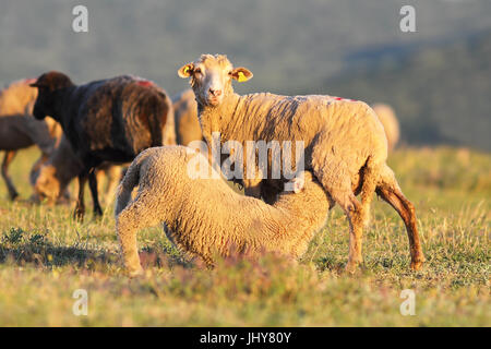 sheep feeding her youngster on meadow near the farm Stock Photo